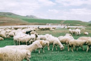 В 2021 году животноводческие предприятия Крыма приобрели в три раза больше крупного рогатого скота мясного направления, чем в прошлом